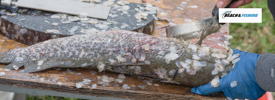 best fish scalers - header