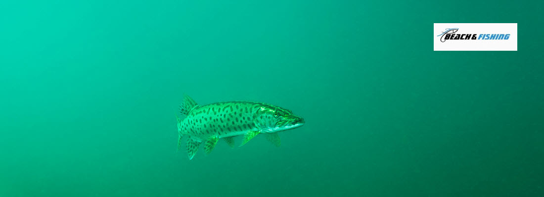 live bait options for Muskie - Header