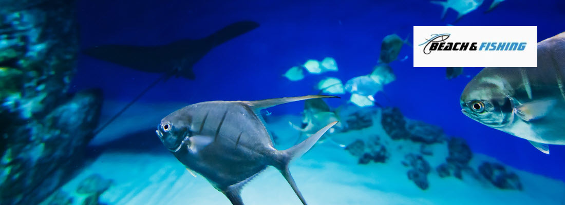 rod and reel combos for pompano - Header