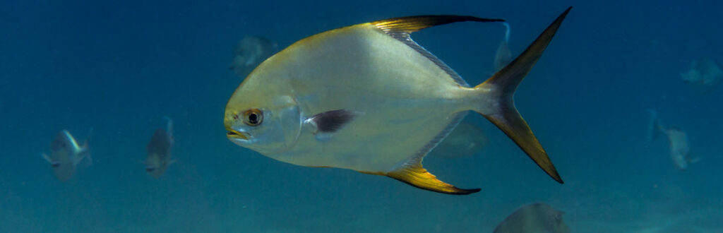 rod and reel combos for pompano - Pompano with yellow fins