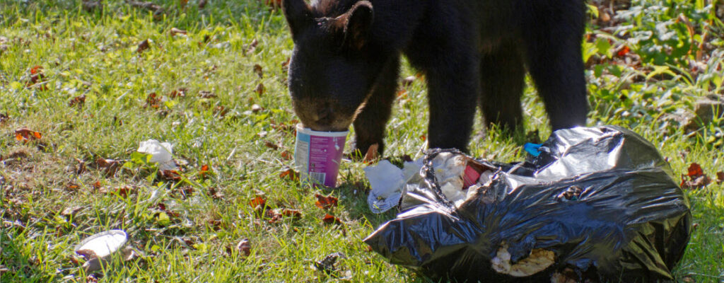 keep animals out of your campsite - bear eating rubbish