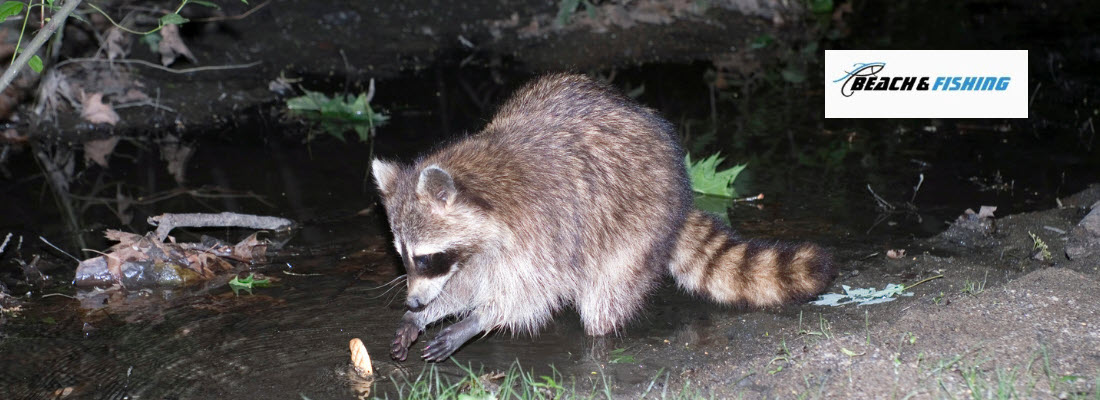 keep animals out of your campsite - header