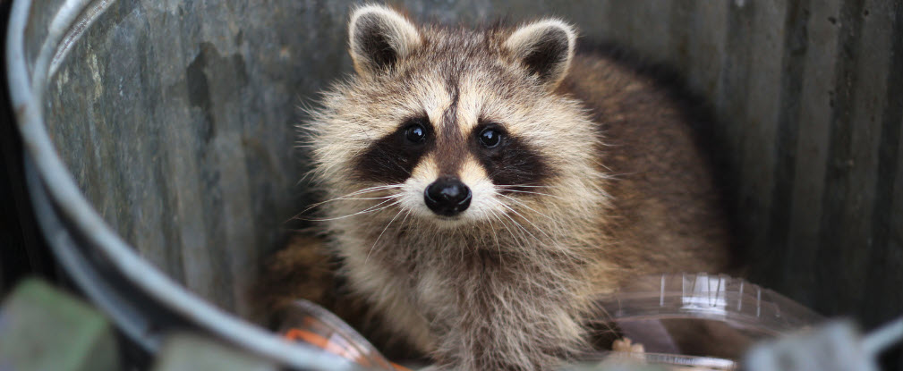 keep animals out of your campsite - racoon in bin
