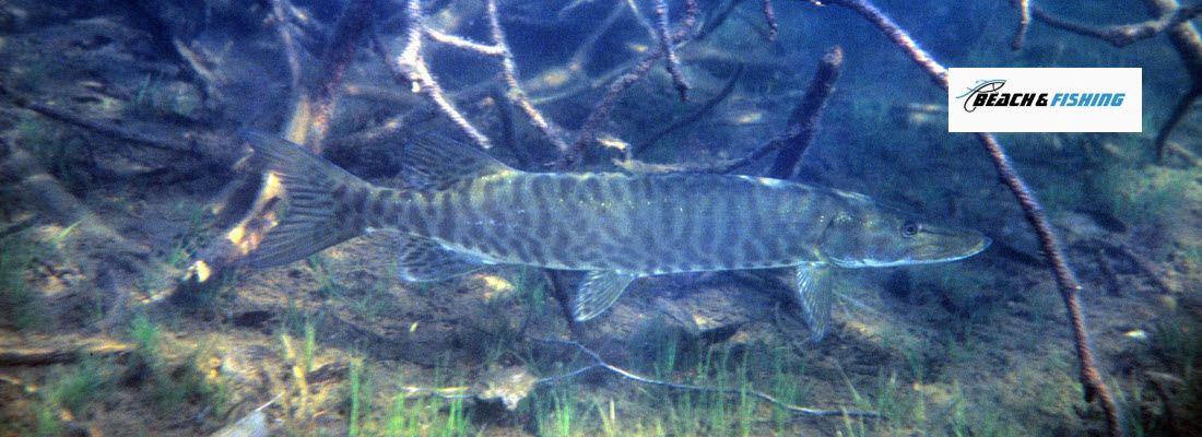 tips for catching muskie - header