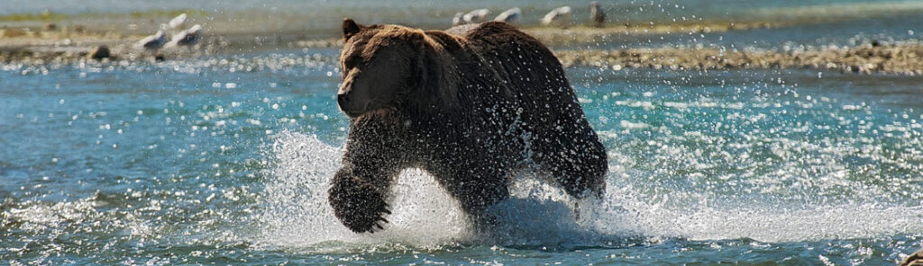 best campsites in Alaska - Brooks Camp Campground