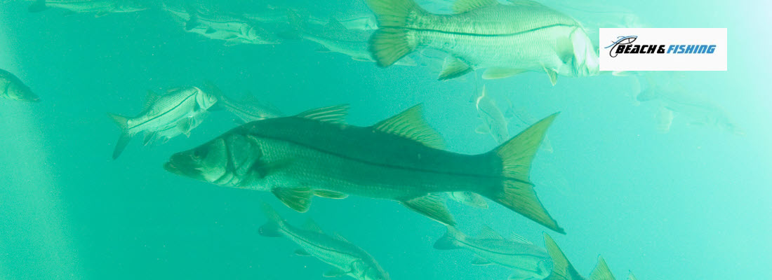 tips for catching snook - header