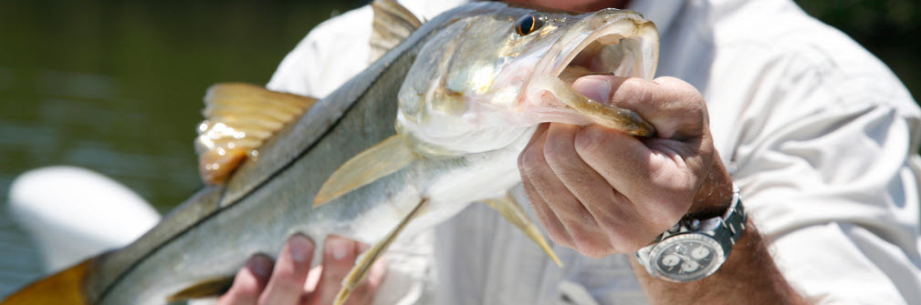 tips for catching snook - man holding snook