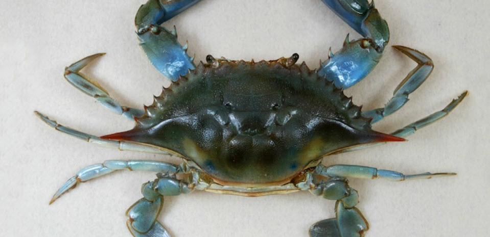 live bait for Tarpon - Blue Crab